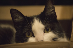 somerandomdavid:  Pretty Box Kitty 