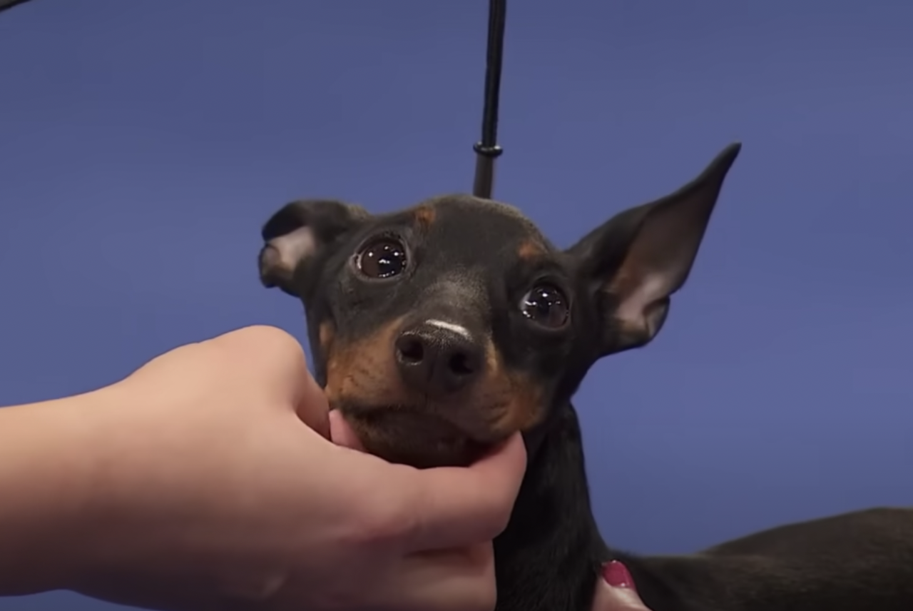 vykodlak:vykodlak:watching a national dog show vid. this beast has the saddest most glistening eyes I’ve ever seenThis is a gnome