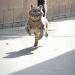 heavensickness:I googled “how fast can cats run” and the images are making me cry
