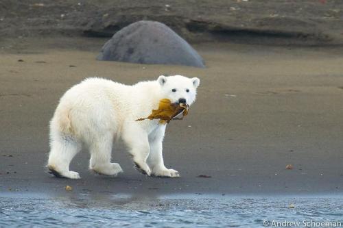 Porn Pics llbwwb:  A baby polar bear in Svalbard snacking