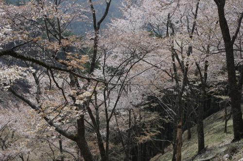 吉野山奥千本（Oku-senbon sakura : Yoshino.Nara） かなりの急斜面。 険しい道を抜けた先に広がる光景は、まさに絶景。