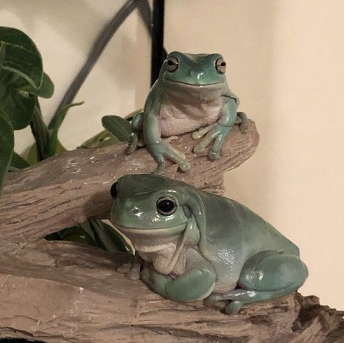 Frogcore