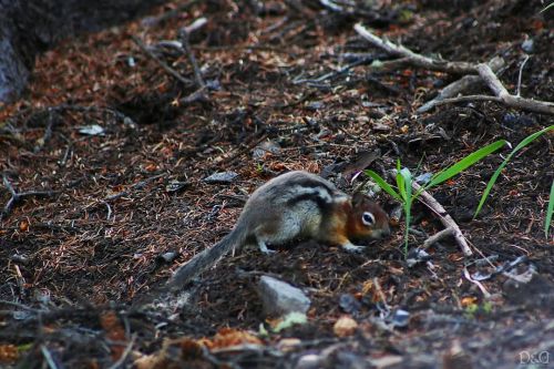 “Chipmunk” Taken with Canon T6I Location: Banff, Alberta, Canada Taken: Summer 2020 Take