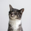 hazywhiskers