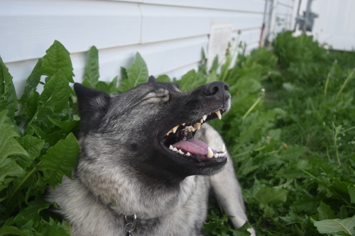 an-elkie-named-punky:Sneezing so hard you nearly lose one of your ears