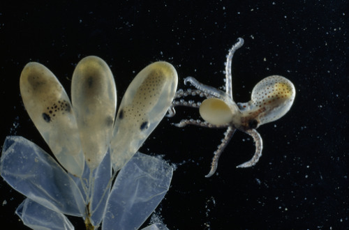 sixpenceee:A newly-hatched octopus frees itself from its ruptured egg case.