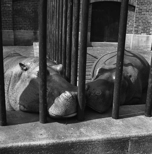 agnusphoto - Vivian Maier