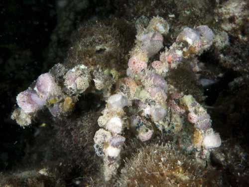 Spider Decorator Crabs (Camposcia retusa) live across reefs of the Indo-Pacific ocean. They collect 