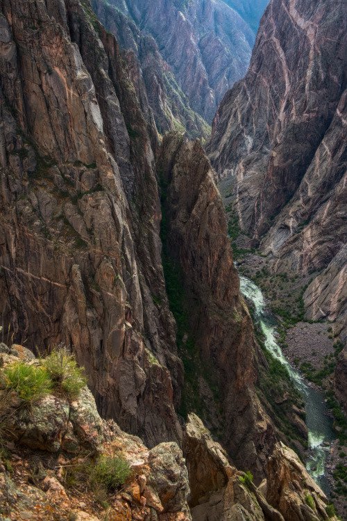 The labyrinthine roots…Black Canyon of the Gunnison National Park, Colorado