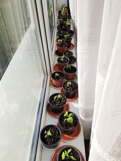 A week’s worth of growth for my peppers.