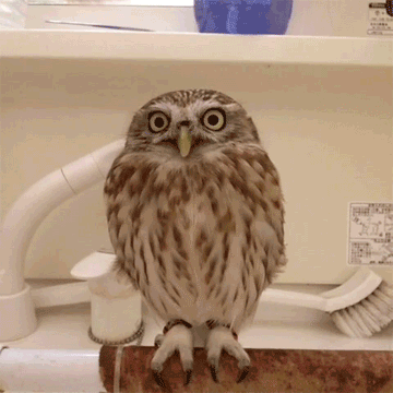 midnightlightning:  Adorable!!!