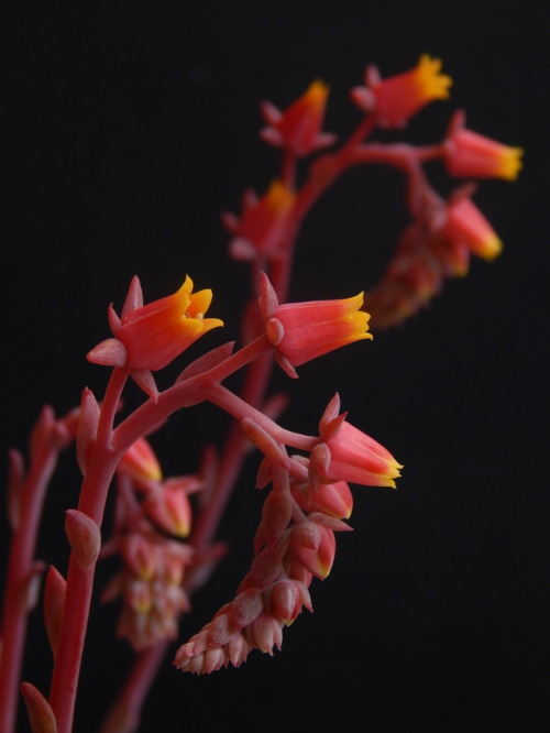 p-que-da-cuerda - CrassulaceaeEcheveria ‘azulita’, un...