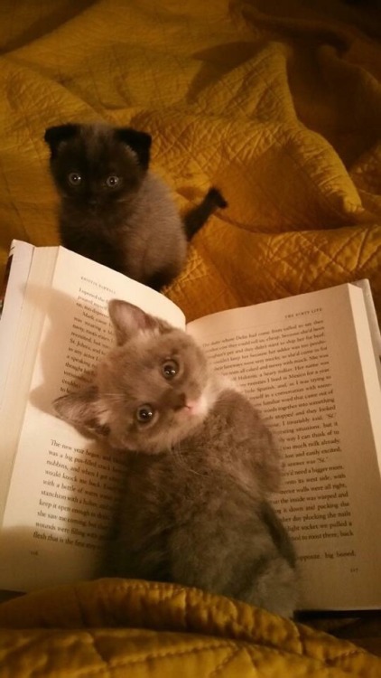 daily-meme:  Cutest. Bookmark. Ever.http://daily-meme.tumblr.com/ porn pictures