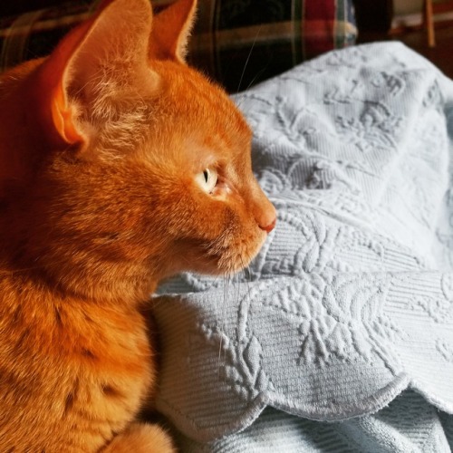 princesstigerbelle:lazyjellyfishh:coolcatgroup:heroes-get-made:Milo doesn’t like having his photo ta