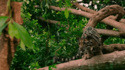 nubbsgalore:“the wonderful thing about tiggers is tiggers are wonderful things.”the clou