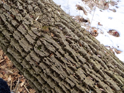 When a tree falls in the woods, you get to see the rows of holes made in it by, in this case, yellow