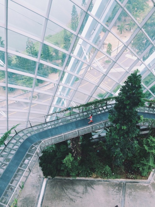 alext:  Cloud forest Singapore 