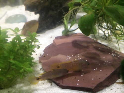 travisdukeman:Got a second peacock gudgeon today, i think the one I had before is a female (bigger y