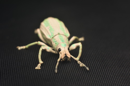 onenicebugperday: Weevil, Compsus viridivittatus, Colombia Photo 1 by sebastianberrio, photos 2-5 by