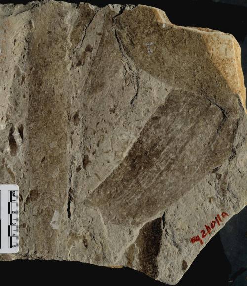 The oldest large scale complex fossils?These unremarkable looking patterns preserved as thin films o