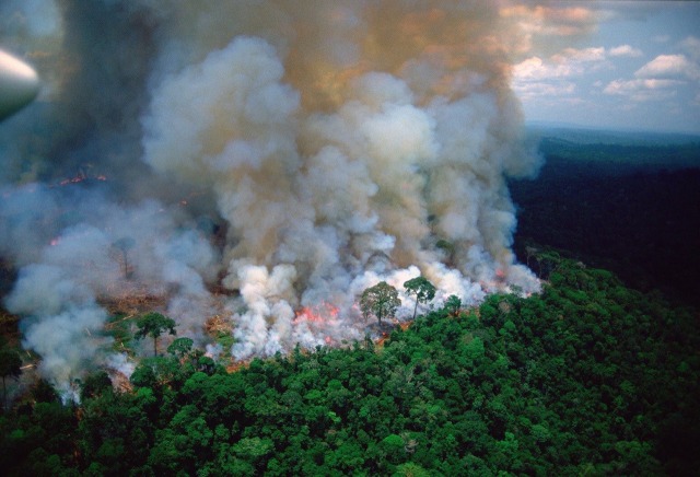 don-cosciotte:      So, our Lung is on fire.  It is already threatened by huge deforestation, to the point it lost 20% of its wildth in less than 30 years.  It’s been burning for around two weeks and almost no word has been uttered about it. I, sincerely,