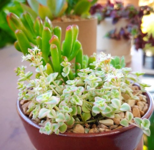 #mixedsucculents #cactusjunglewww.instagram.com/p/BnJyylwAtZT/?utm_source=ig_tumblr_share&am