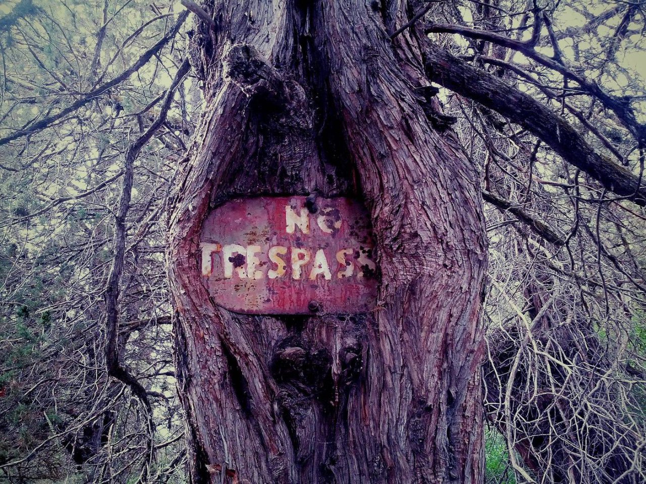 Eat from trees. Знак предупреждающий у деревьев.