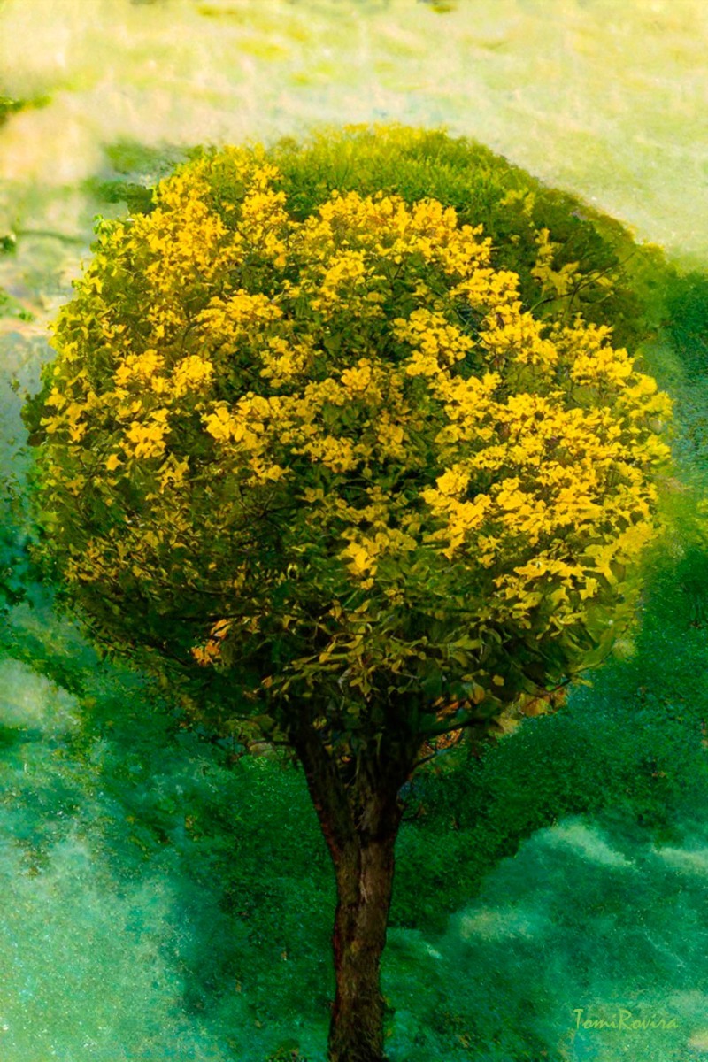 ROUND TREE 20240406172369RT1PUB