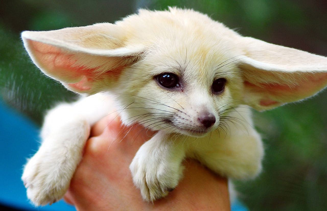 dynastylnoire:  s0ulonfire:  still crying over foxes over here  pokemon are real