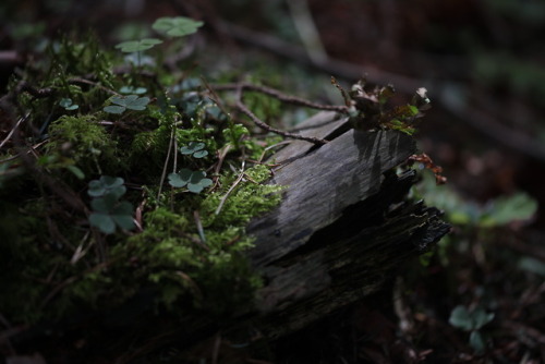 naturalxcauses: visit my page for more nature