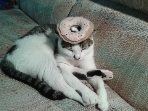 catnip donut (via KitCroupier)