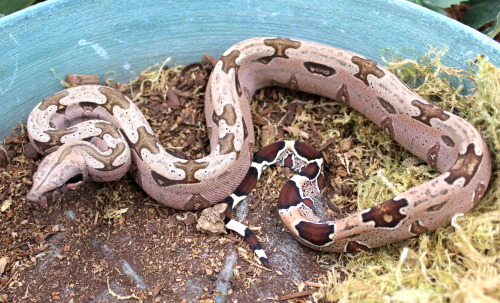 Finally took some photos of the newest kid to join the family! This lovely little pink boy was produ