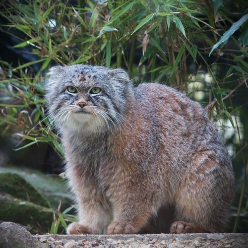 astronomy-to-zoology:  Pallas’s Cat (Octocolobus manul) Also known as the Manul, Pallas’s cat is a small species of wild cat that is native to the grasslands and steppes of Central Asia. Like other wild cats Pallas’s cat is solitary and active in