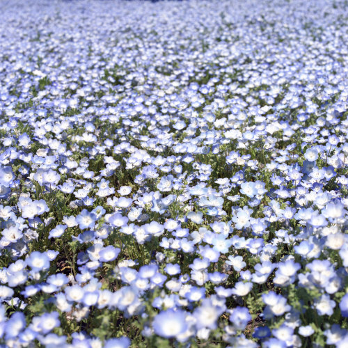 Nemophilas,Hitachi Seaside Park,Ibaraki Prefecture(ネモフィラの丘，国営ひたち海浜公園，茨城県) by Ou KinhakuVia Flickr: