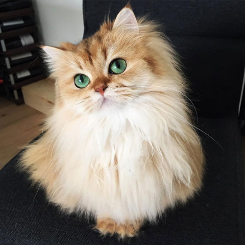 middlemarching:boredpanda:Meet Smoothie, The World’s Most Photogenic Catomg you’re not kidding, look