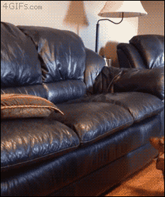 4gifs:  Clever dachshund dog uses pillow