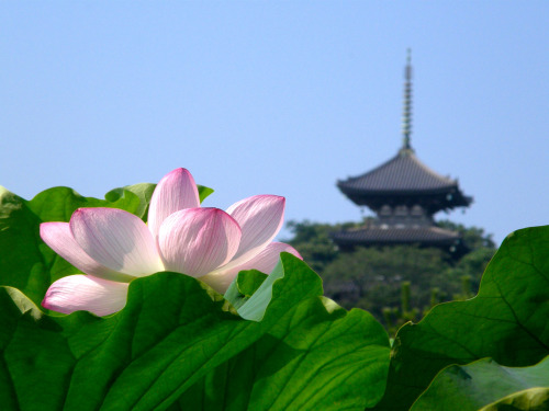 蓮と塔 by HideoVia Flickr:横浜・三渓園