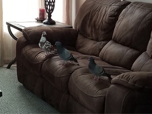 pigeon-place:So… when does the movie start?