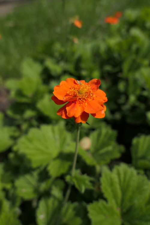 Geum coccineum‘Borisii’ — dwarf orange avens a.k.a. red avens