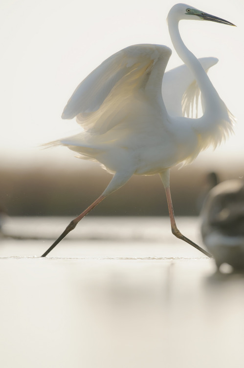petitpoulailler:  tatunootosigo: Great_egret_NN15201 by Niklas Nilsson via Flickr: Great egret, Ägrett häger  