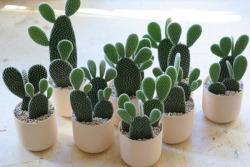 styleandcreate:  Cacti family | Photo via
