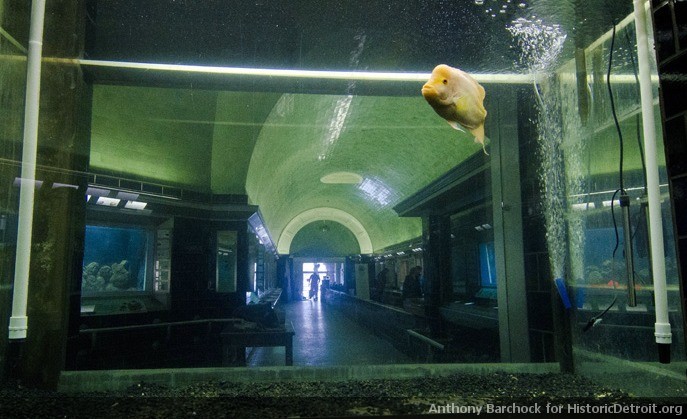 preservationporn:  Belle Isle Aquarium, Detroit The aquarium, designed by Albert