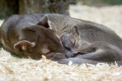 rhamphotheca:  Denver Zoo Celebrates birth of its Very First Fossa Pup!   Born on July 28th, the male Fossa pup, ‘Rico’, stayed behind the scenes for his first couple months, under the watchful, attentive eye of his mother, ‘Violet’. Fossas (Cryptoprocta