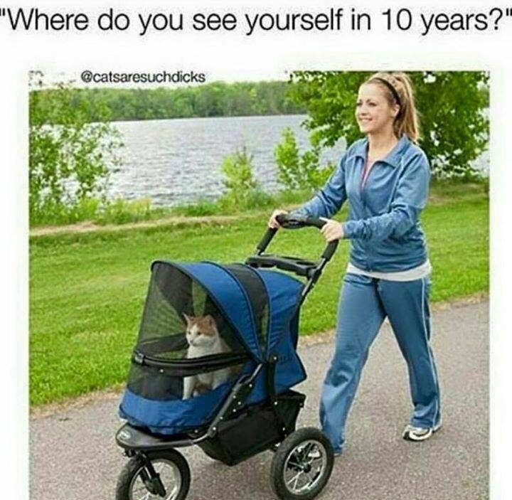 cat-memes-only:    I wish. 