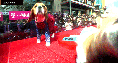 gif-weenus:  Best Hero Nominee: Superman-pup.