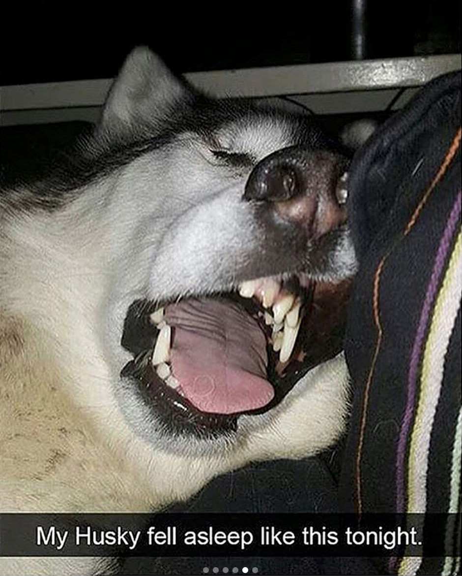 babyanimalgifs:  Animal snaps