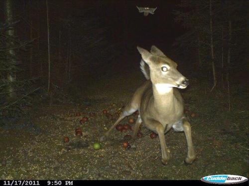 howtoskinatiger: carnivorecam: Deer runs from flying squirrel (caught on trail camera)  This is