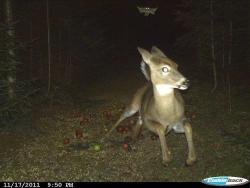 omgbuglen:  Deer running from a flying squirrel as caught on a trail camera 