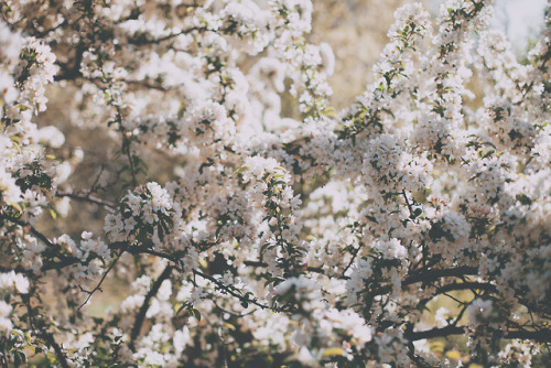 juliamstarr: white blossoms &lt;3 Instagram