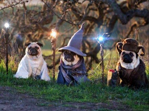 doll:   i hope these wizard pugs make your day better 